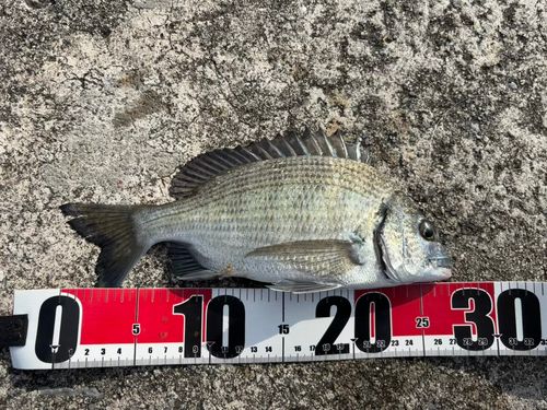 チヌの釣果