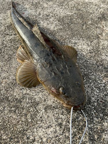 マゴチの釣果