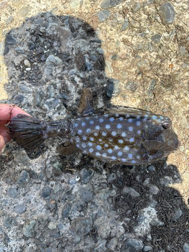 ハコフグの釣果