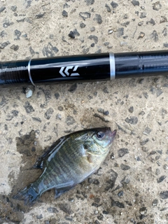 ブルーギルの釣果