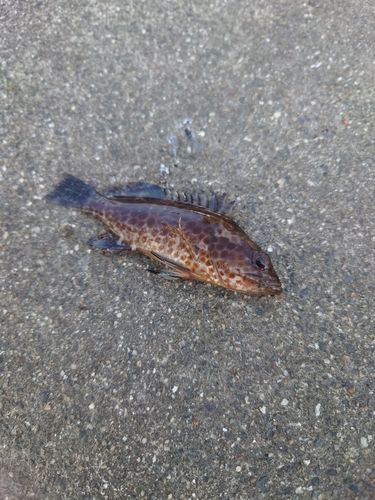 古賀浦