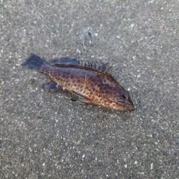 オオモンハタ