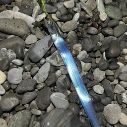 タチウオ