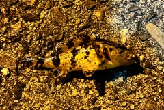 タケノコメバルの釣果