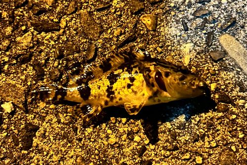 タケノコメバルの釣果