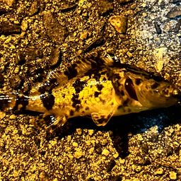 タケノコメバル