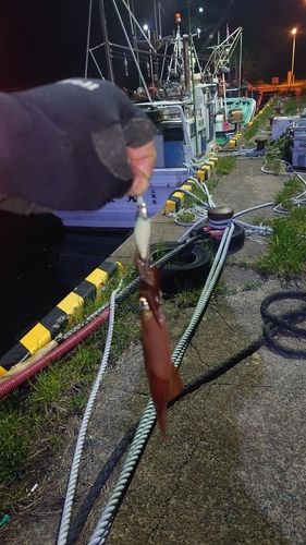 ヤリイカの釣果