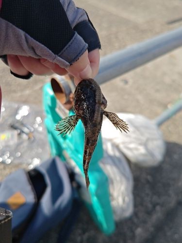 ガヤの釣果