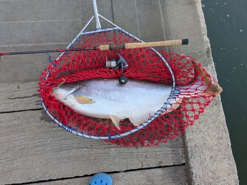 メコンオオナマズの釣果