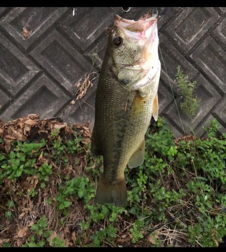 ラージマウスバス