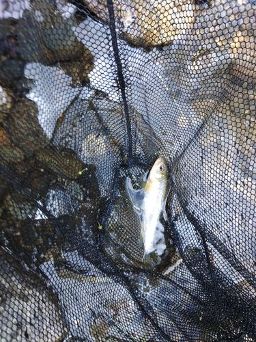 カワムツの釣果