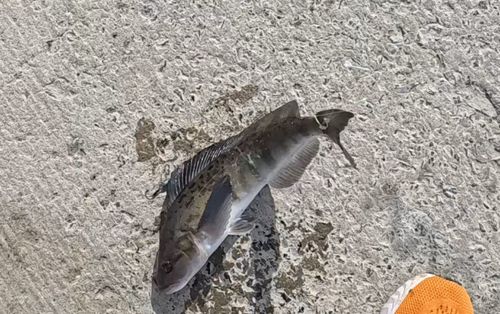 ホッケの釣果