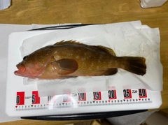 アコウの釣果