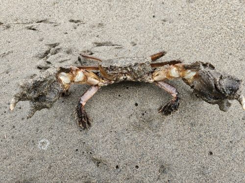 カニの釣果