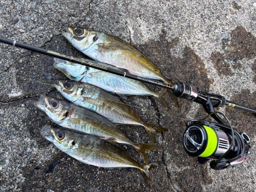マアジの釣果