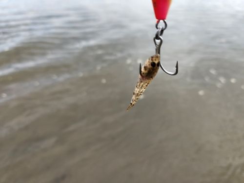 コチの釣果