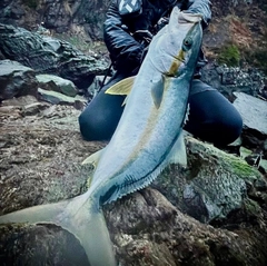 ヒラマサの釣果