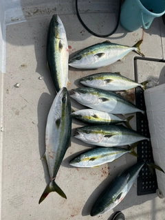 ワラサの釣果