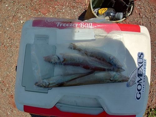 キスの釣果