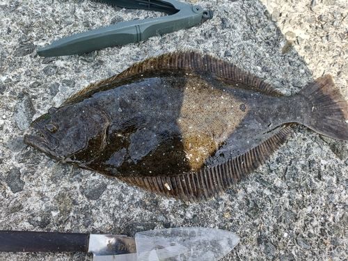ヒラメの釣果