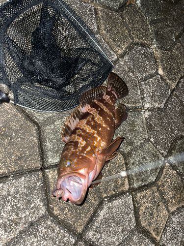 キジハタの釣果