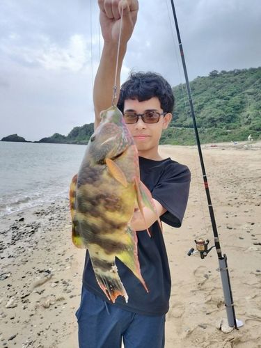 ミツバモチノウオの釣果