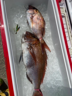 タイの釣果
