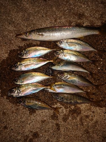 アジの釣果