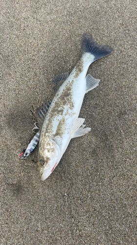 セイゴ（マルスズキ）の釣果