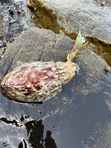 コウイカの釣果