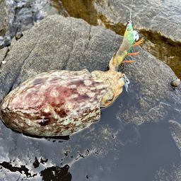 コウイカ