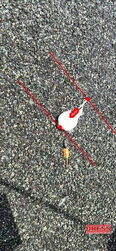 クサフグの釣果