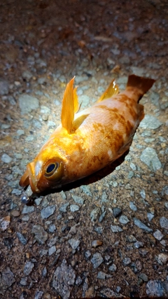 メバルの釣果