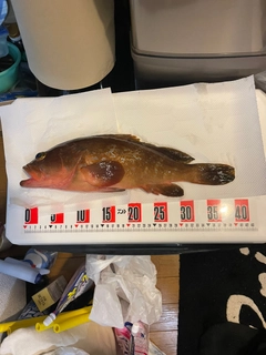 アコウの釣果