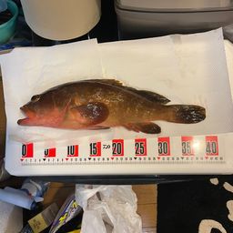 アコウ