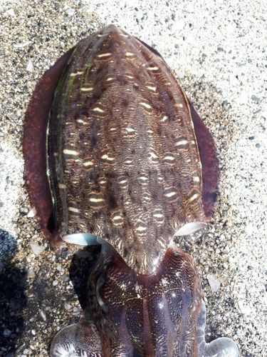 モンゴウイカの釣果