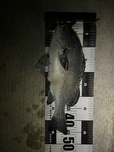 アジアコショウダイの釣果