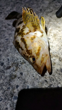 ベッコウゾイの釣果