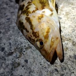 ベッコウゾイ