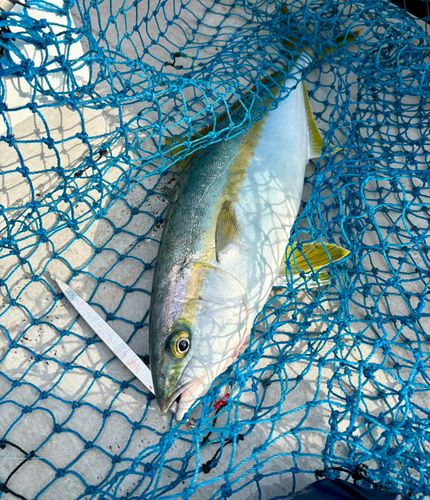 ヒラマサの釣果