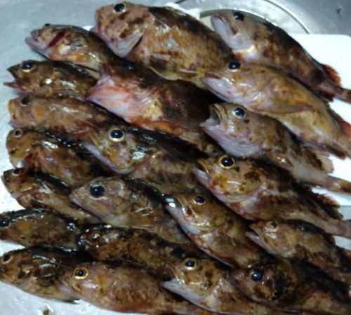 カサゴの釣果
