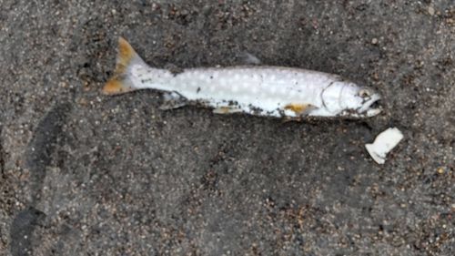 アメマスの釣果