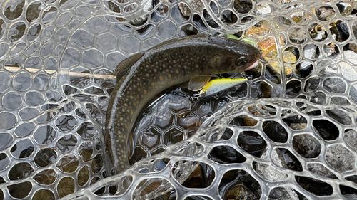 イワナの釣果