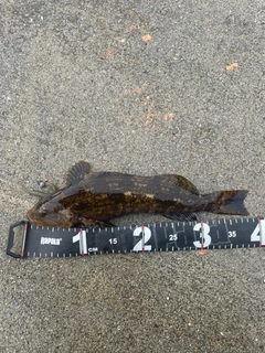 アイナメの釣果