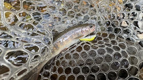 イワナの釣果