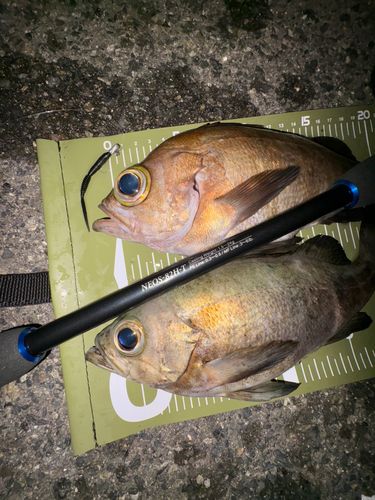 メバルの釣果