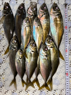 アジの釣果