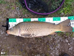 コイの釣果