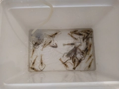 テナガエビの釣果