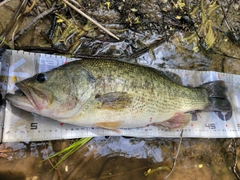 ブラックバスの釣果